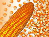 Maize / Corn